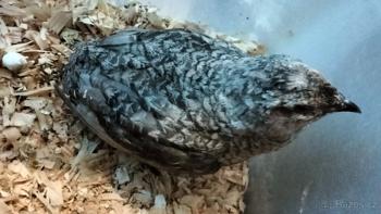 ZAMLUVENO  Daruji dva křepeláky