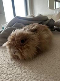 Daruji Teddy králíčka