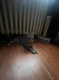 Daruji kocourka a dvě kočičky